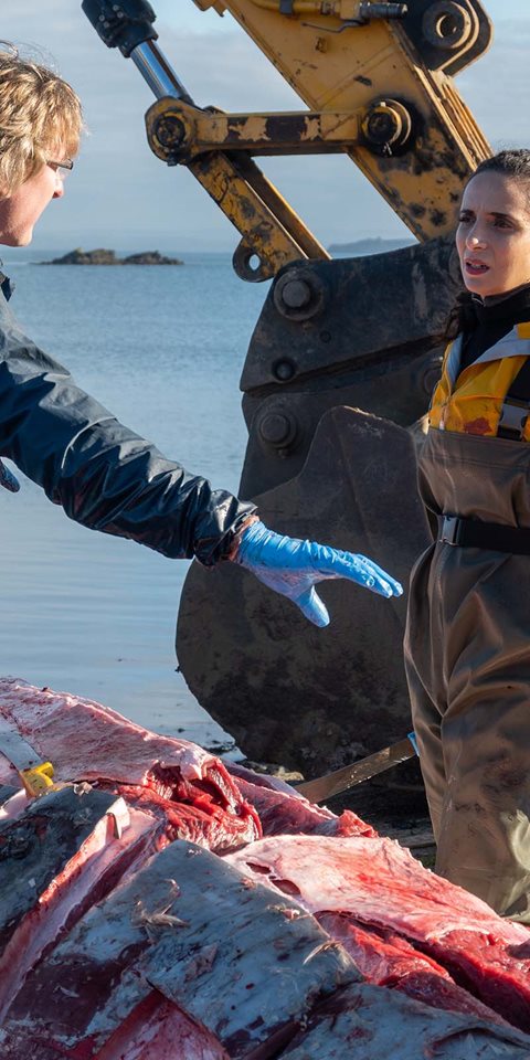 Man speaking to woman over dissected whale. 